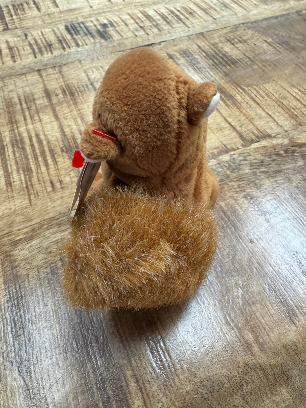 Nuts the Squirrel Beanie Baby ERRORS 9+ VERY RARE Retired 4114 TY 1996 PVC