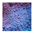 Bespattered Facade 8" x 8" Resin Petri Macro Giclee Print