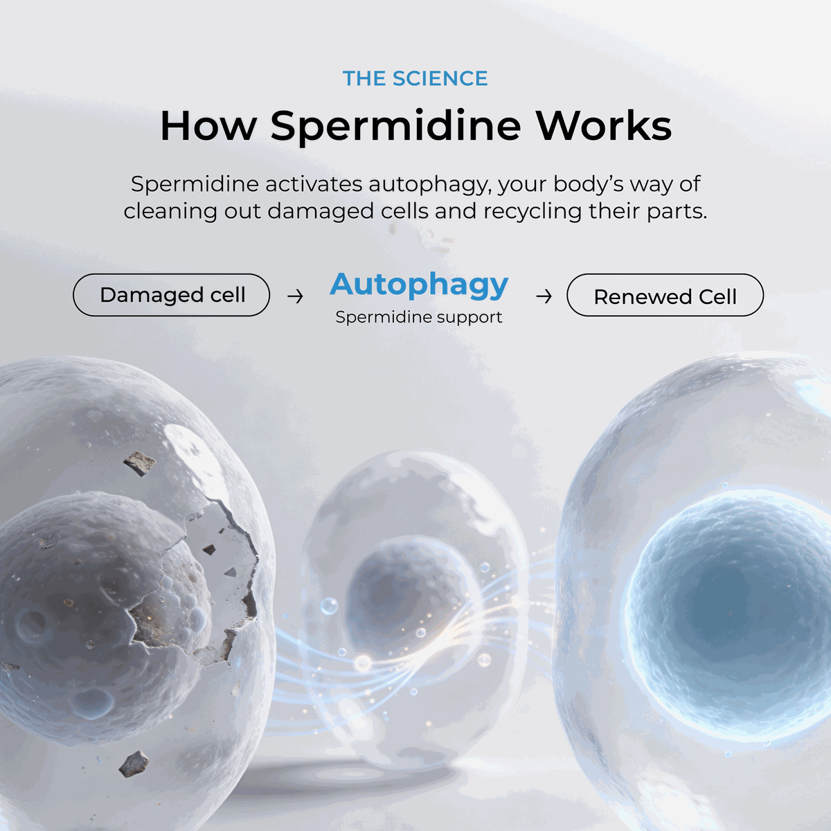 Spermidine Supplement Tablets