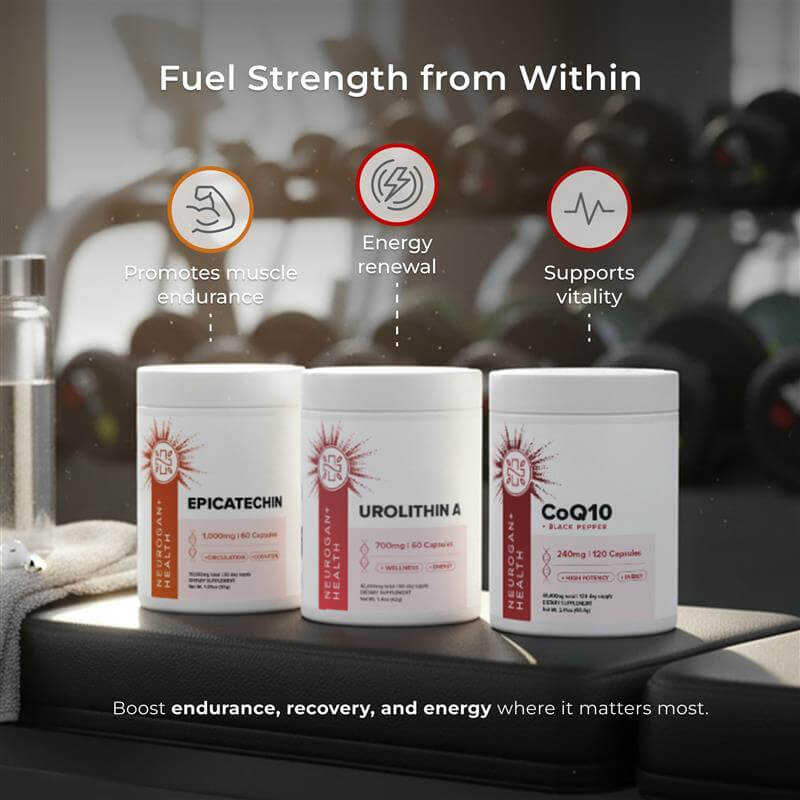 The Workout Stack