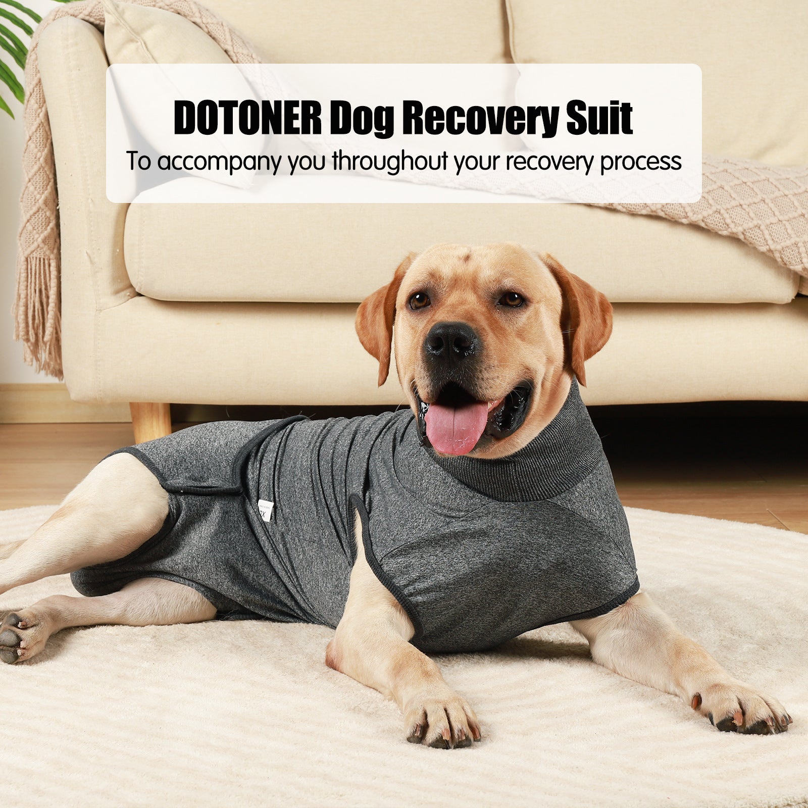 Dog Clothing for Post-Sterilization Comfort