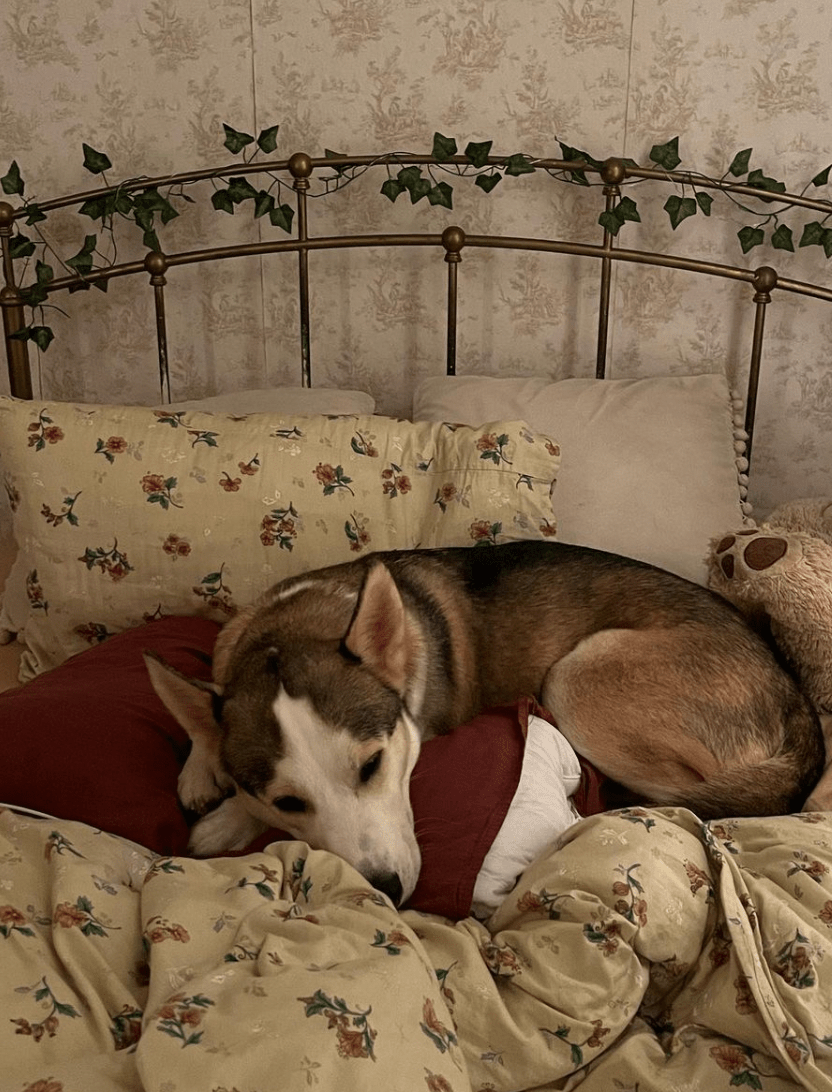 Vintage Inspired Floral Bedding Set / Brown + Beige